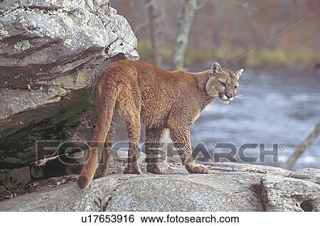Cougar on rocks View Large Photo Image Stock Photograph - Cougar on rocks. Fotosearch