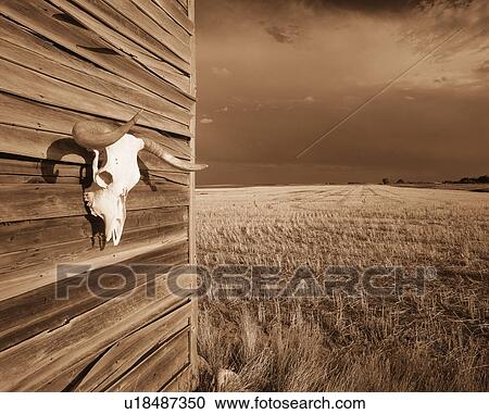 Cow skull on shack wall in brown tones View Large Photo Image Stock Image - Cow skull on shack wall in brown tones. Fotosearch