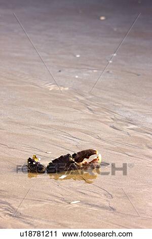 Crab claw buried in the sand View Large Photo Image Stock Image - Crab claw buried in the sand. Fotosearch