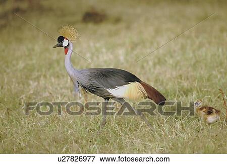 Crowned crane with colt View Large Photo Image Stock Photo - Crowned crane with colt. Fotosearch