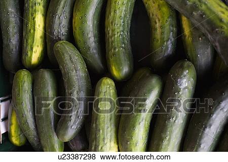 Stock Photo - Cucumbers. Fotosearch