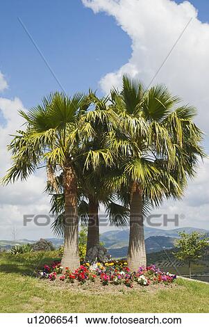 Stock Image - Cádiz, Andalucia, Spain; Palm Trees in the Mountain Village of Zahara de la Sierra. Fotosearch