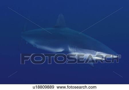 Stock Photo - Dark predator. Fotosearch