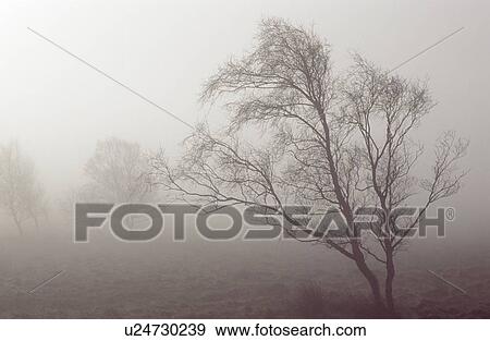 Derbyshire, England, United Kingdom; Bare tree in a fog covered field View Large Photo Image Stock Photo - Derbyshire, England, United Kingdom; Bare tree in a fog covered field. Fotosearch