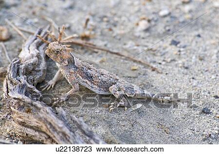 Desert horned lizard (Phrynosoma platyrhinos) View Large Photo Image Stock Image - Desert horned lizard (Phrynosoma platyrhinos). Fotosearch