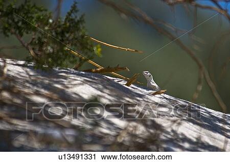 Desert iguana (Dipsosaurus dorsalis) View Large Photo Image Stock Image - Desert iguana (Dipsosaurus dorsalis). Fotosearch