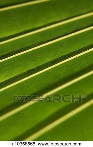 Stock Photography - Detail of a green tropical leaf in the rainforest . Fotosearch