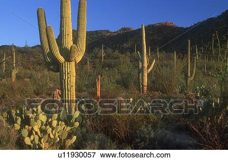 Stock Photo - Different cacti. Fotosearch