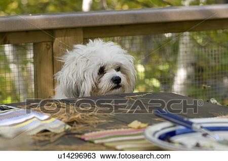 Stock Image - Dog at picnic table. Fotosearch