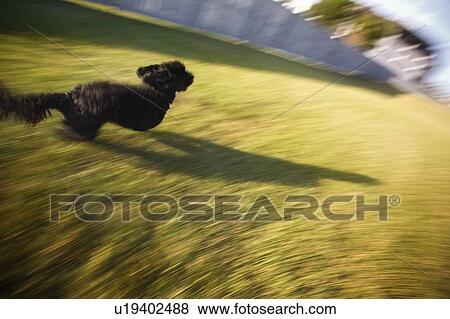 Dog running on grass View Large Photo Image Stock Photo - Dog running on grass. Fotosearch