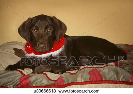 Stock Photo - Dog with Christmas collar. Fotosearch