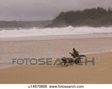 Stock Photograph - Driftwood on beach, Hanalei Bay, Kauai, Hawaii, USA. Fotosearch
