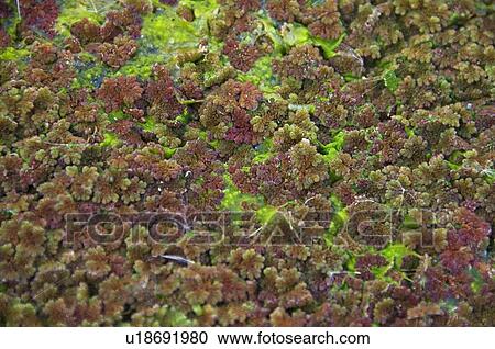 Duckweed View Large Photo Image Stock Image - Duckweed . Fotosearch