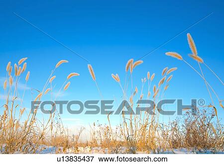 Stock Photo - Ears of wheat. Fotosearch