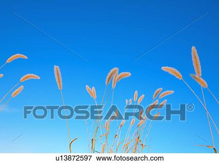 Ears of wheat View Large Photo Image Stock Photo - Ears of wheat. Fotosearch
