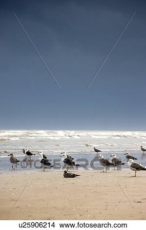 Picture - East Riding, Yorkshire, England; Rusty anchor and piles of rope on the seafront. Fotosearch