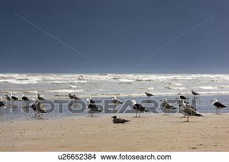 Picture - East Riding, Yorkshire, England; Terns and gulls on the foreshore. Fotosearch
