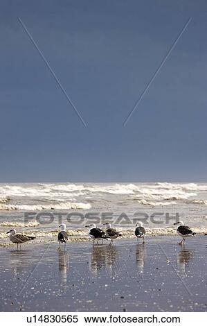 Stock Photography - East Riding, Yorkshire, England; Terns and gulls on the foreshore. Fotosearch
