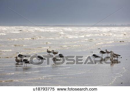 East Riding, Yorkshire, England; Terns and gulls on the foreshore View Large Photo Image Stock Photography - East Riding, Yorkshire, England; Terns and gulls on the foreshore. Fotosearch