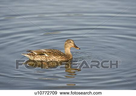 Edmonton, Alberta, Canada; Duck in a lake at Hawrelak Park View Large Photo Image Stock Photo - Edmonton, Alberta, Canada; Duck in a lake at Hawrelak Park. Fotosearch