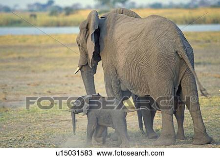 Elephant cow and calf on Chobe River flood plain in Botswana View Large Photo Image Stock Image - Elephant cow and calf on Chobe River flood plain in Botswana. Fotosearch
