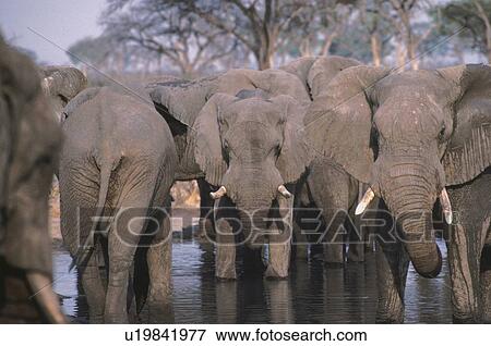 Elephant herd at a waterhole in Africa View Large Photo Image Stock Photo - Elephant herd at a waterhole in Africa. Fotosearch