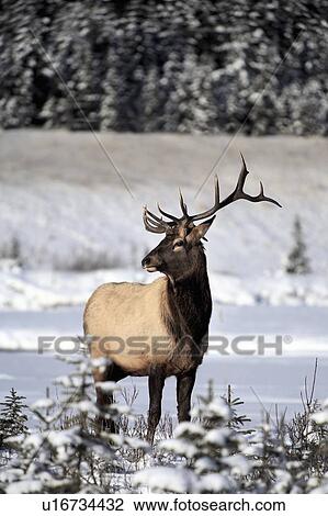 Stock Image - Elk (Cervus Canadensis); Bull Elk during Winter. Fotosearch