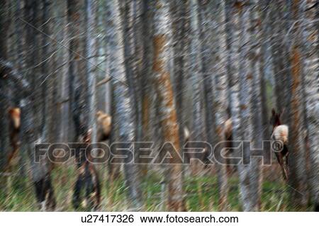Elk in a forest View Large Photo Image Stock Photograph - Elk in a forest. Fotosearch
