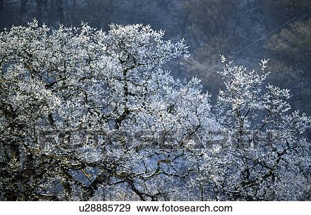 England, United Kingdom; Bare tree covered in frost View Large Photo Image Stock Photo - England, United Kingdom; Bare tree covered in frost. Fotosearch