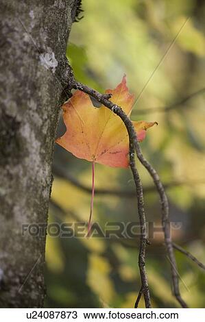 Fall leaf stuck in a tree View Large Photo Image Stock Image - Fall leaf stuck in a tree. Fotosearch