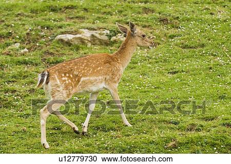 Fallow deer View Large Photo Image Stock Image - Fallow deer. Fotosearch