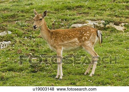 Fallow deer View Large Photo Image Stock Photo - Fallow deer. Fotosearch