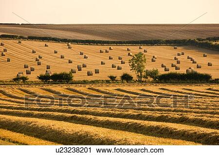 Farmer's field, North Yorkshire, England View Large Photo Image Stock Image - Farmer's field, North Yorkshire, England. Fotosearch