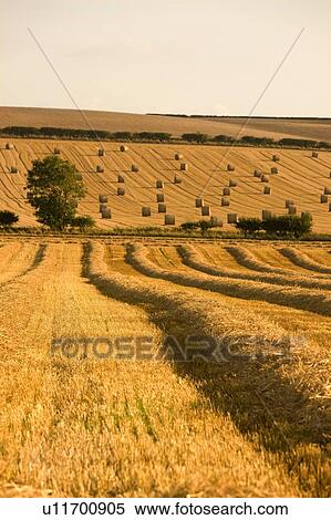 Farmer's field, North Yorkshire, England View Large Photo Image Stock Photography - Farmer's field, North Yorkshire, England. Fotosearch