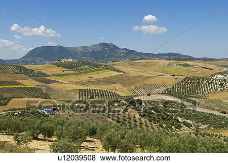 Farmland over rolling hills View Large Photo Image Stock Photo - Farmland over rolling hills. Fotosearch