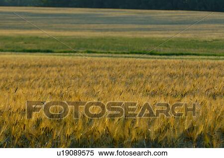 Farmland View Large Photo Image Stock Photography - Farmland. Fotosearch
