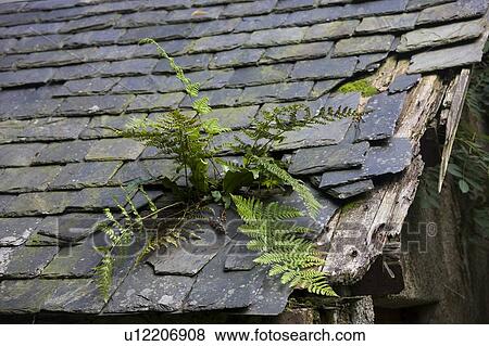 Stock Photo - Fern growing on an old roof. Fotosearch