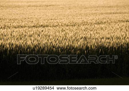 Field View Large Photo Image Picture - Field. Fotosearch
