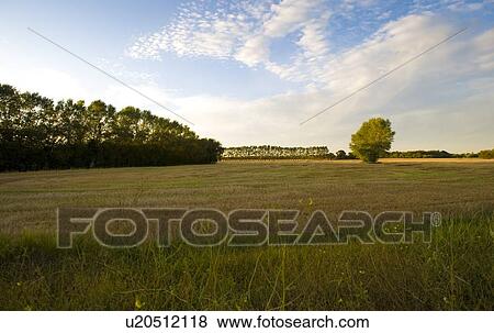 Fields of Manitoba, Canada View Large Photo Image Stock Photo - Fields of Manitoba, Canada. Fotosearch