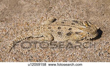 Flat-tailed horned lizard (Phrynosoma mccalli) View Large Photo Image Stock Photo - Flat-tailed horned lizard (Phrynosoma mccalli). Fotosearch