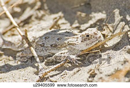 Flat-tailed horned lizard (Phrynosoma mcallii); Lizard camouflaged on the desert floor View Large Photo Image Stock Photo - Flat-tailed horned lizard (Phrynosoma mcallii); Lizard camouflaged on the desert floor. Fotosearch