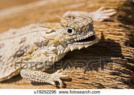 Flat-tailed horned lizard (Phrynosoma mcallii) View Large Photo Image Stock Photograph - Flat-tailed horned lizard (Phrynosoma mcallii). Fotosearch