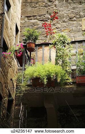Florence, Italy; Flowerpots on balcony View Large Photo Image Stock Photo - Florence, Italy; Flowerpots on balcony. Fotosearch