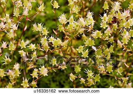 Stock Image - Flower buds. Fotosearch