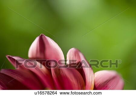 Picture - Flower petals. Fotosearch