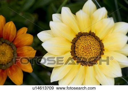 Flower petals View Large Photo Image Stock Photo - Flower petals. Fotosearch