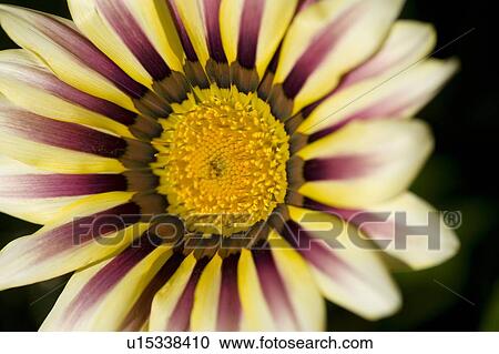 Flower View Large Photo Image Stock Image - Flower. Fotosearch