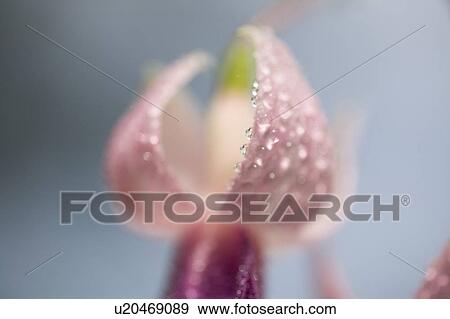 Stock Photo - Flower. Fotosearch