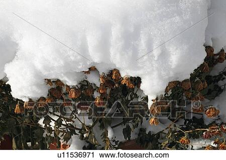 Flowers covered in snow View Large Photo Image Stock Image - Flowers covered in snow. Fotosearch