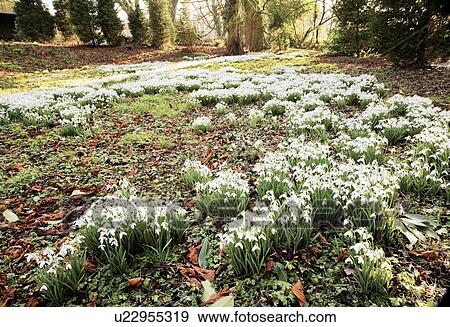 Flowers growing in spring, Derbyshire, England View Large Photo Image Stock Photo - Flowers growing in spring, Derbyshire, England. Fotosearch